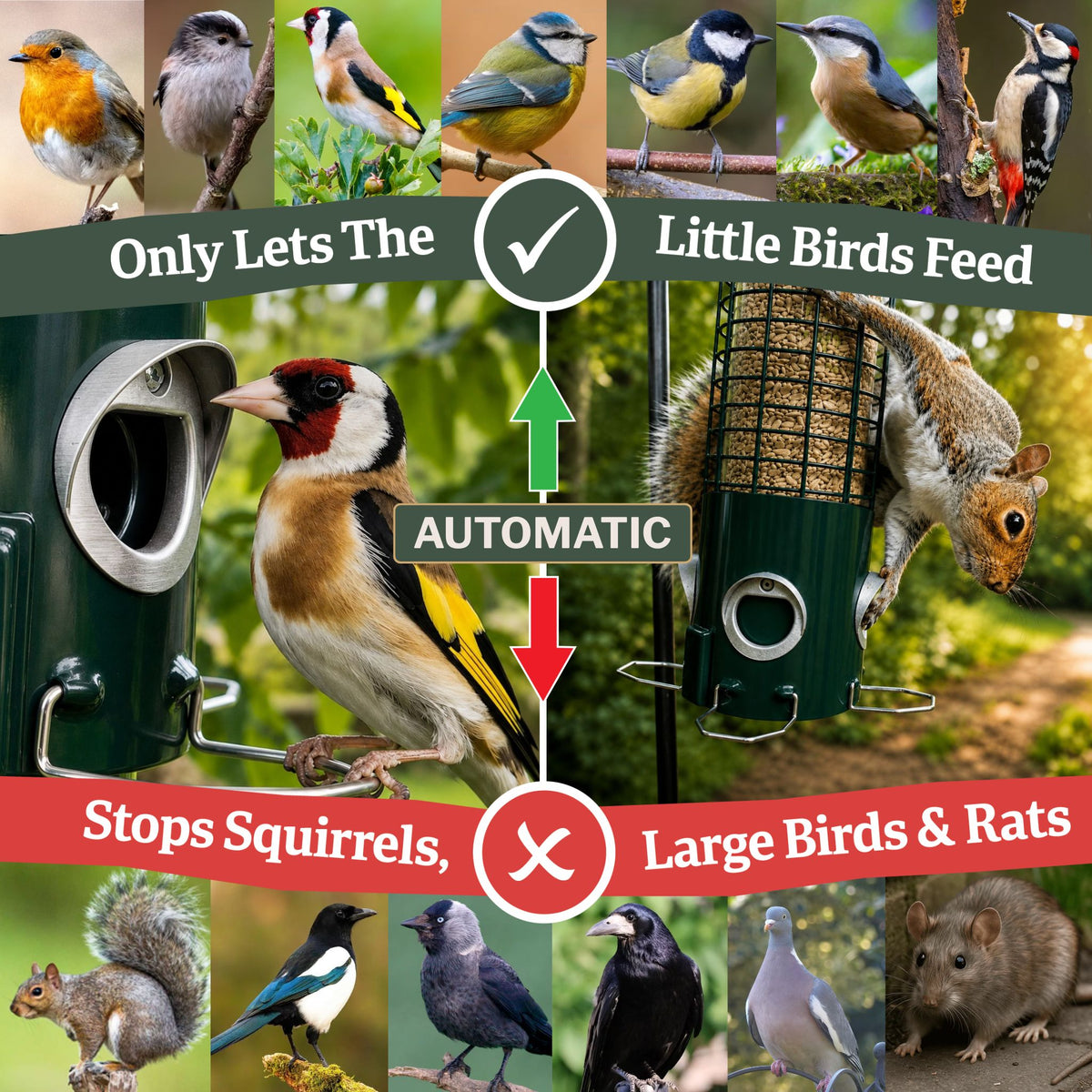 An infographic-style product comparison graphic for an automatic bird feeder. The central product shown is a dark green automatic bird feeder on the right, with a squirrel eating seeds.